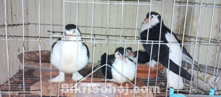 the pigeon